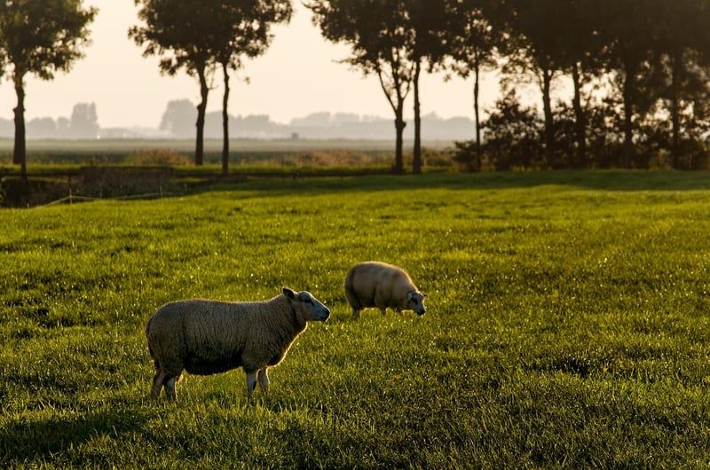 le mouton