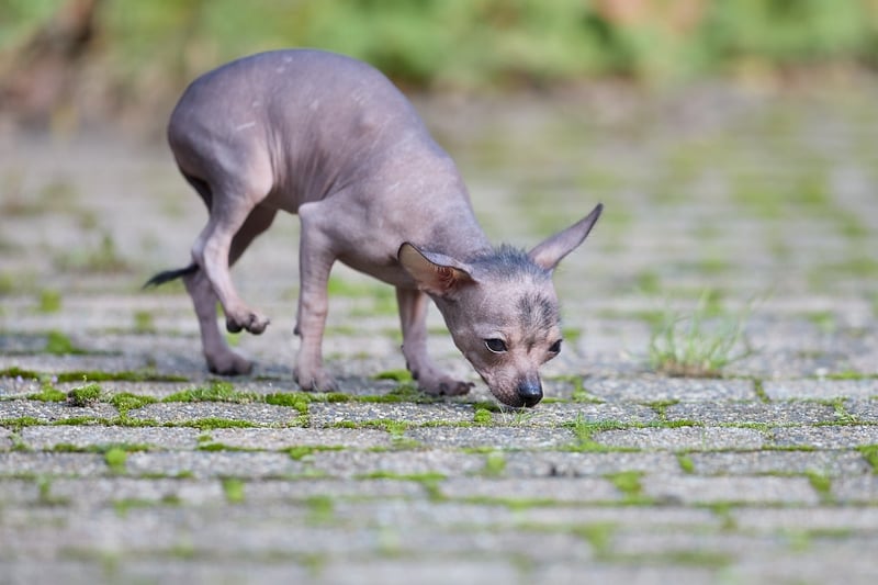 Découvrez le prix de la détection canine des punaises de lit en 2025 : tendances 2026