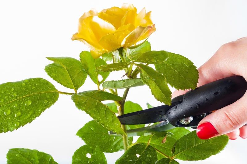 Découvrez le meilleur sécateur de jardin en 2026 pour un entretien parfait